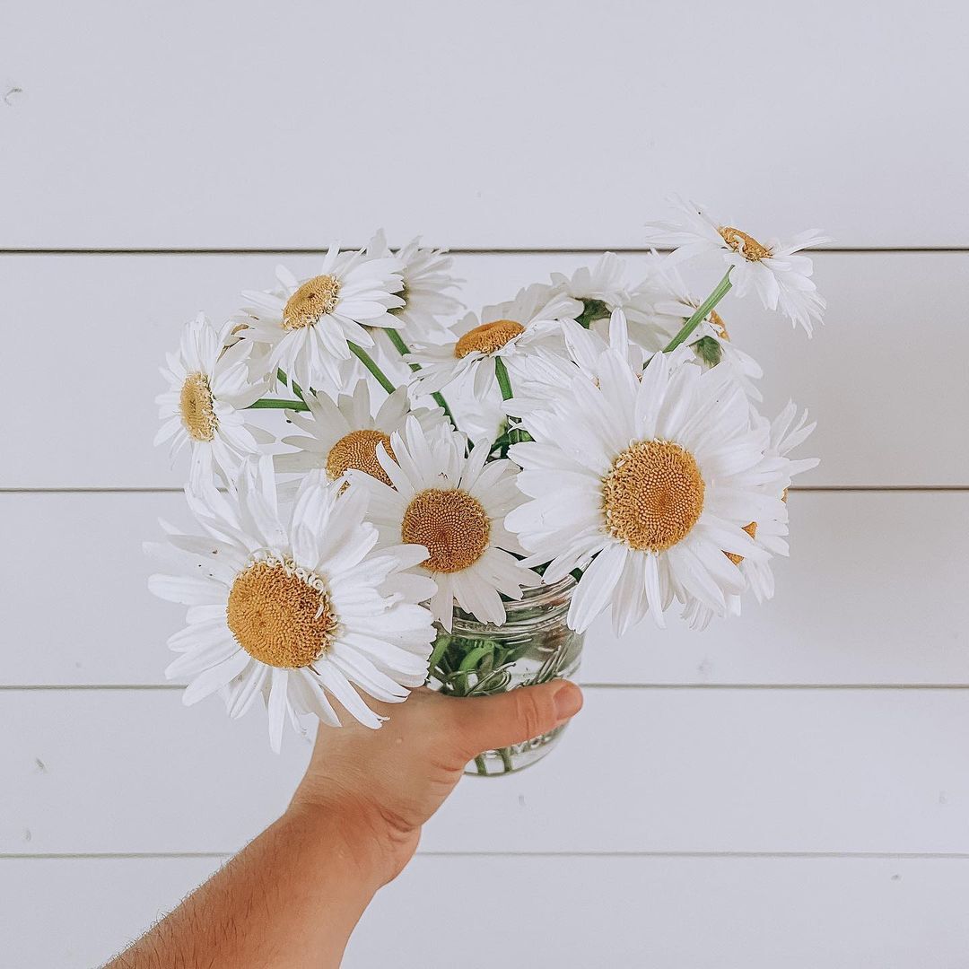 Shasta Daisies (Leucanthemum × superbum) are classic white flowers with yellow centers and long-lasting blooms, known for their simple beauty and use in garden borders and bouquets.