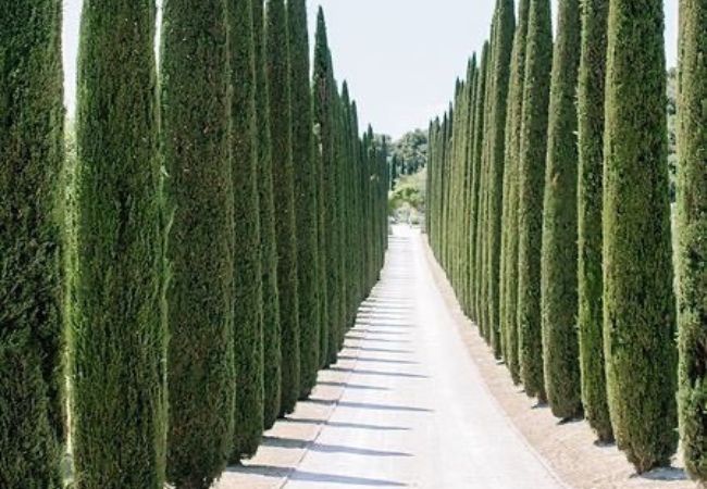 Top 5 Tall, Thin Evergreen Trees for Elegant Landscaping (2024 Guide)