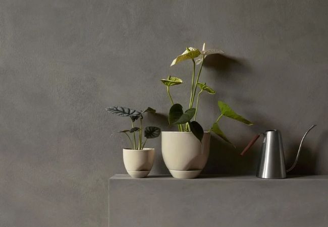 How To Water Your Plants: Expert Tips for Healthy Growth