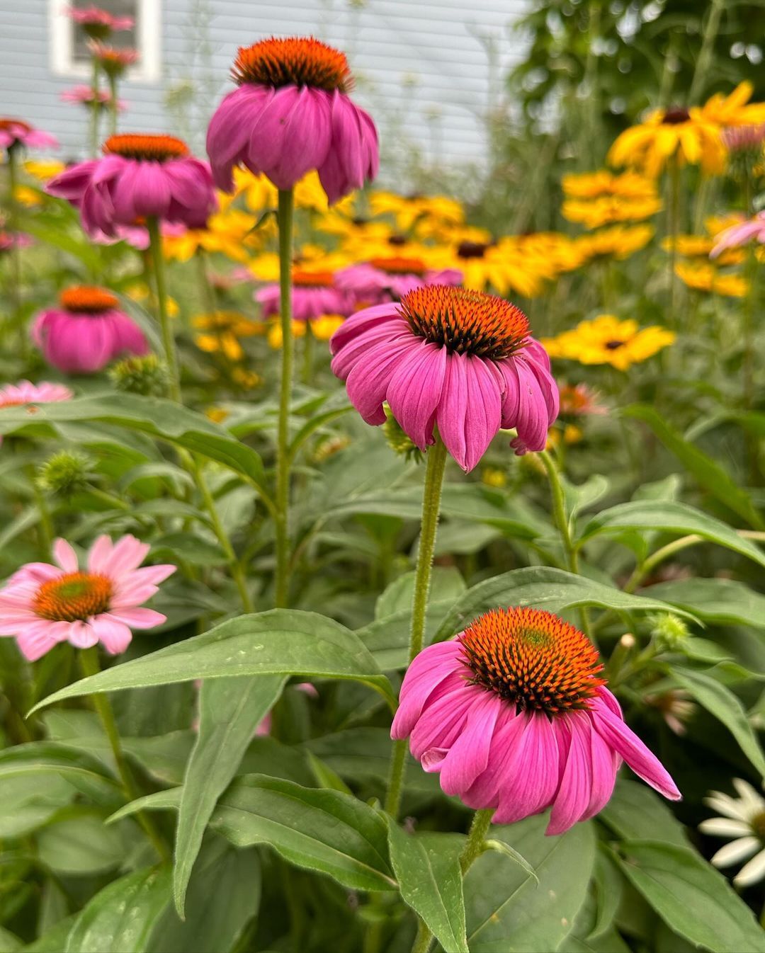 Purple Coneflower (Echinacea purpurea) is a hardy perennial with vibrant, daisy-like purple petals surrounding a spiky orange center, known for its beauty and medicinal properties, as well as its ability to attract pollinators.