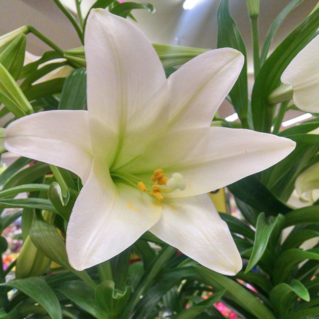 The White Easter Lily (Lilium longiflorum) is a symbol of purity and hope, featuring large, fragrant, trumpet-shaped blooms, traditionally associated with the Easter holiday.