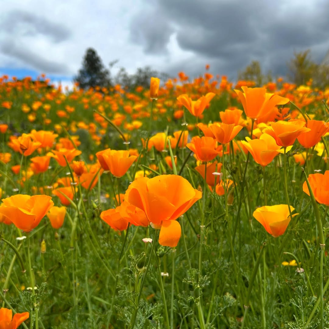 California Poppies