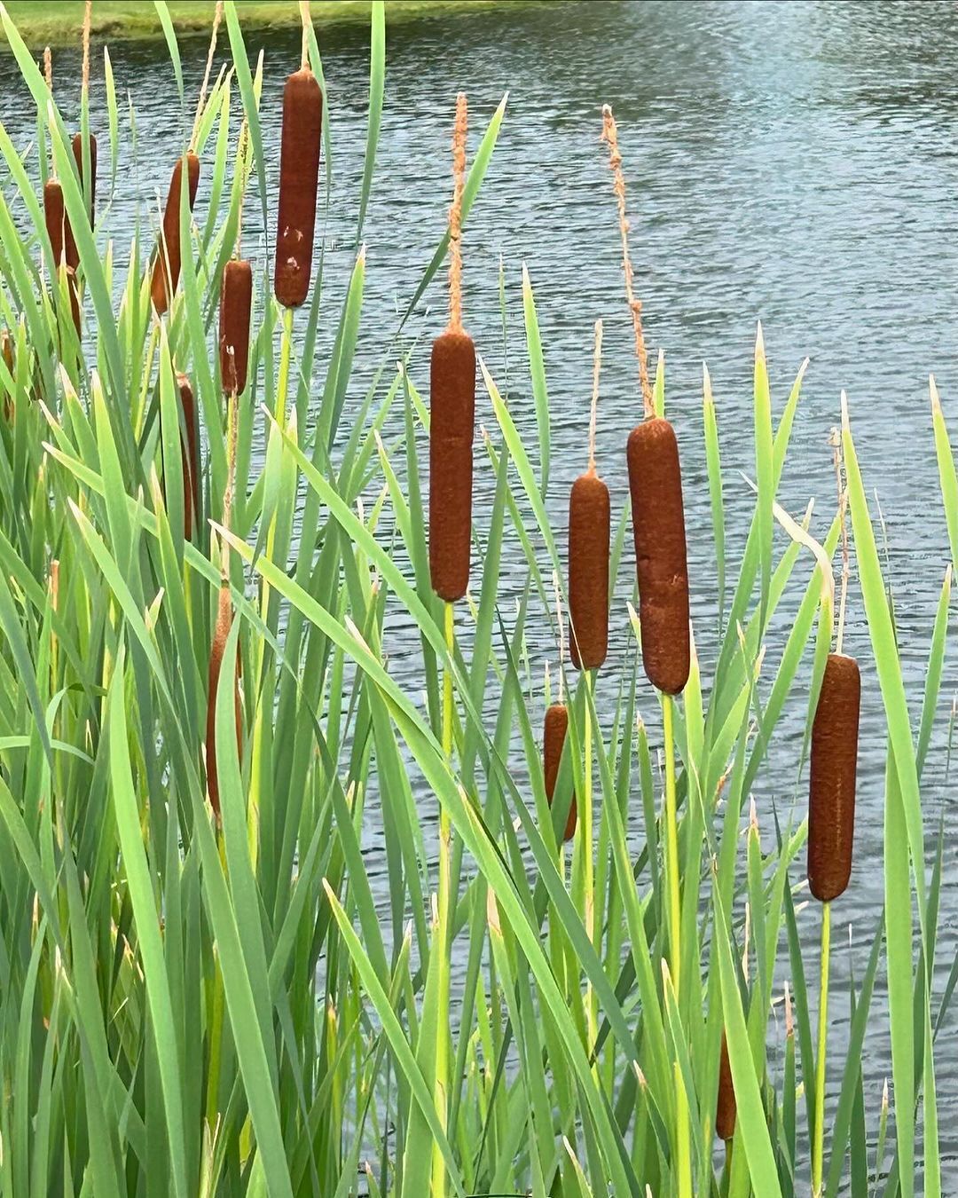 Cattail (Typha) is a wetland plant characterized by its tall, slender stalks and distinctive brown, fluffy flower spikes, commonly found in marshes and along waterways, providing habitat for wildlife.