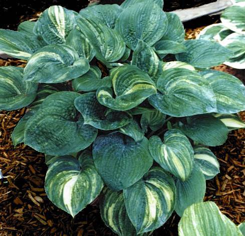 The Foxy Doxy Hosta is a compact, attractive variety known for its golden-yellow, heart-shaped leaves that brighten shady areas, and it produces lavender flowers in the summer.