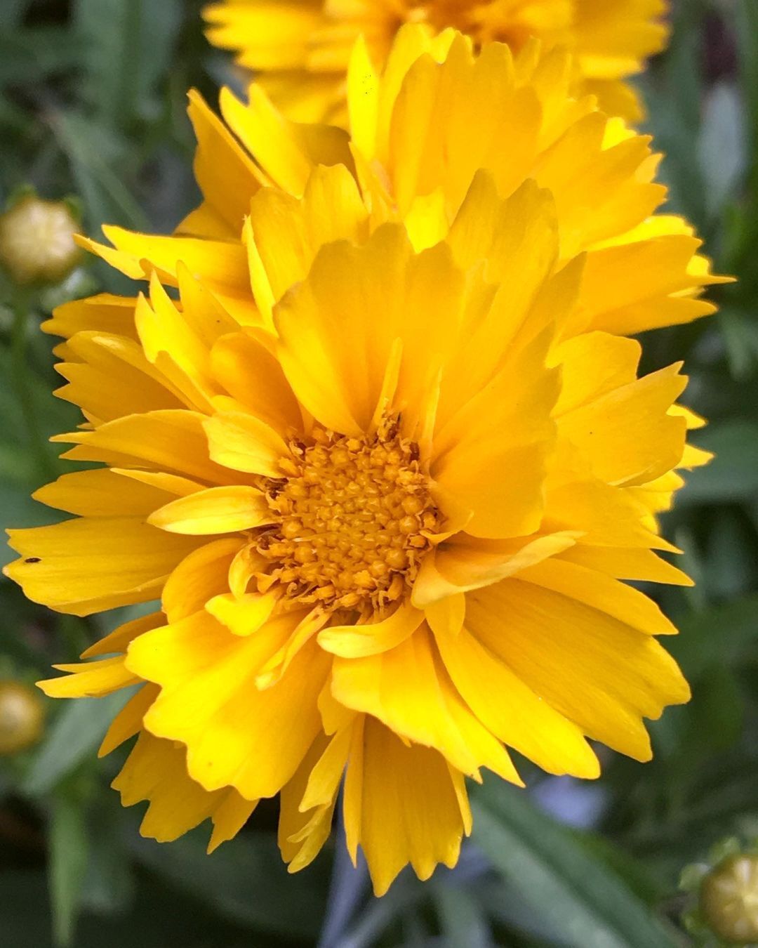 Gaillardia Mesa Yellow: Your Ultimate Growing Guide