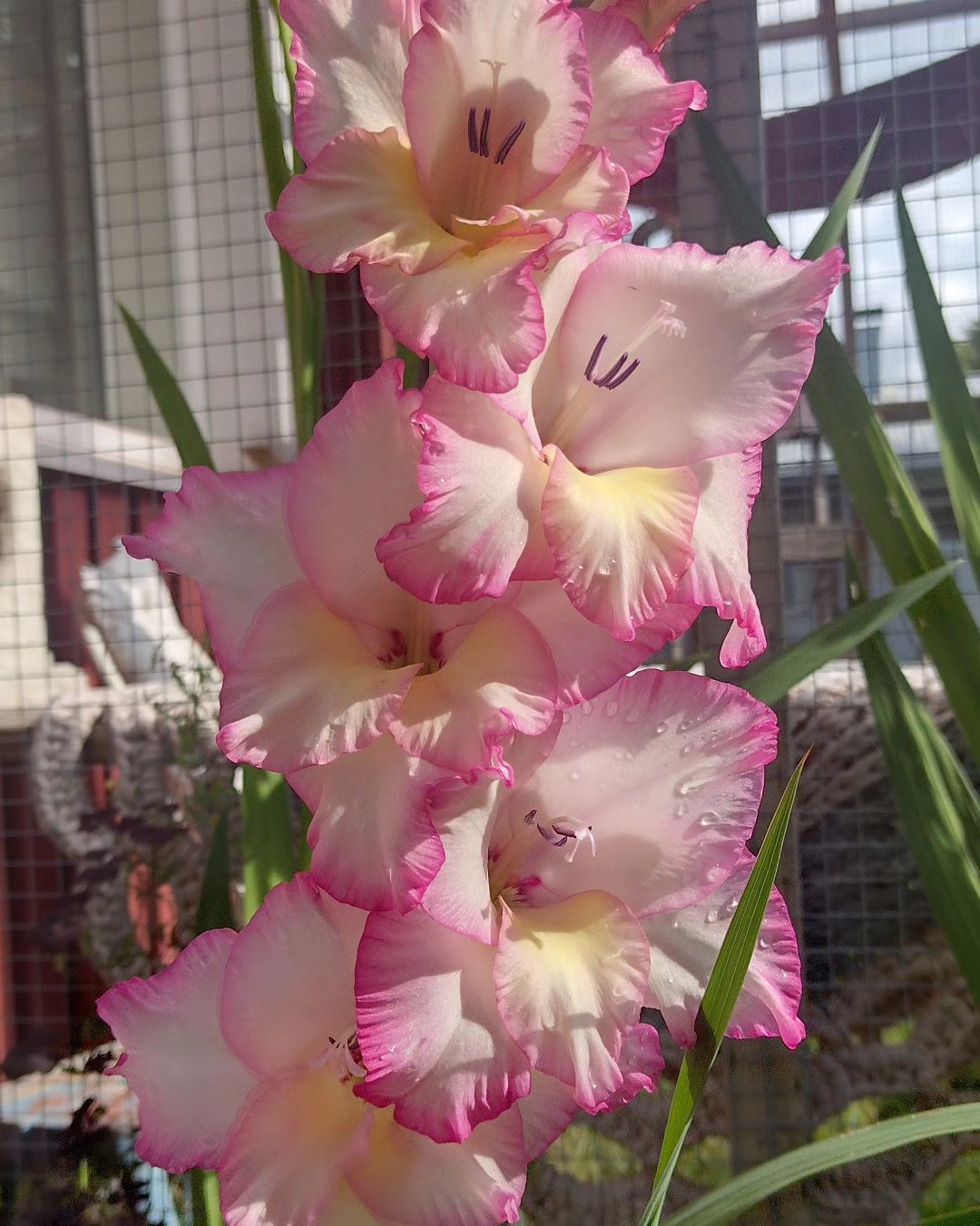 Gladiolus are tall, striking flowers with sword-shaped leaves and vibrant blooms, symbolizing strength and integrity.
