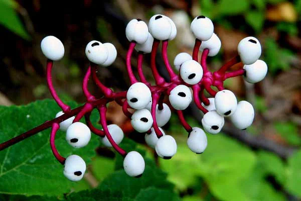 Doll’s Eyes (Actaea pachypoda)