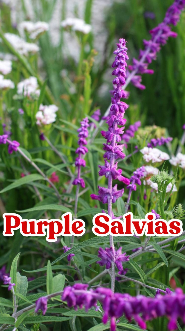 Purple Salvias: A Complete Guide to Growing and Caring for These Beautiful Plants