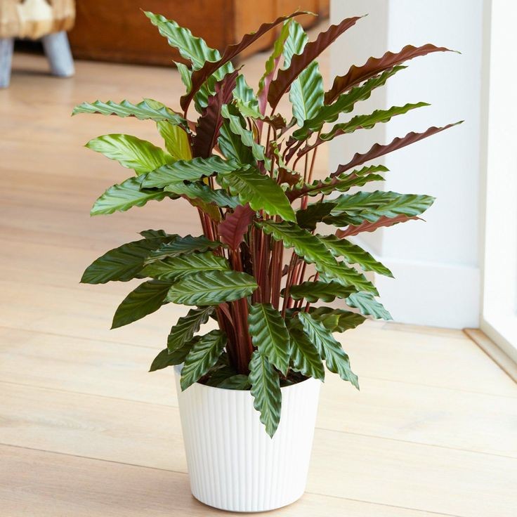 Calathea rufibarba, also known as the Furry Feather Calathea, is a tropical plant with velvety, deep green leaves and burgundy undersides, known for its soft, fuzzy texture.