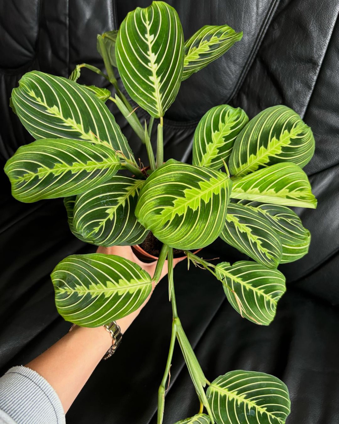 Maranta