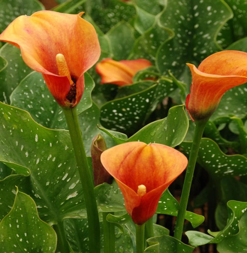 orange calla lilies