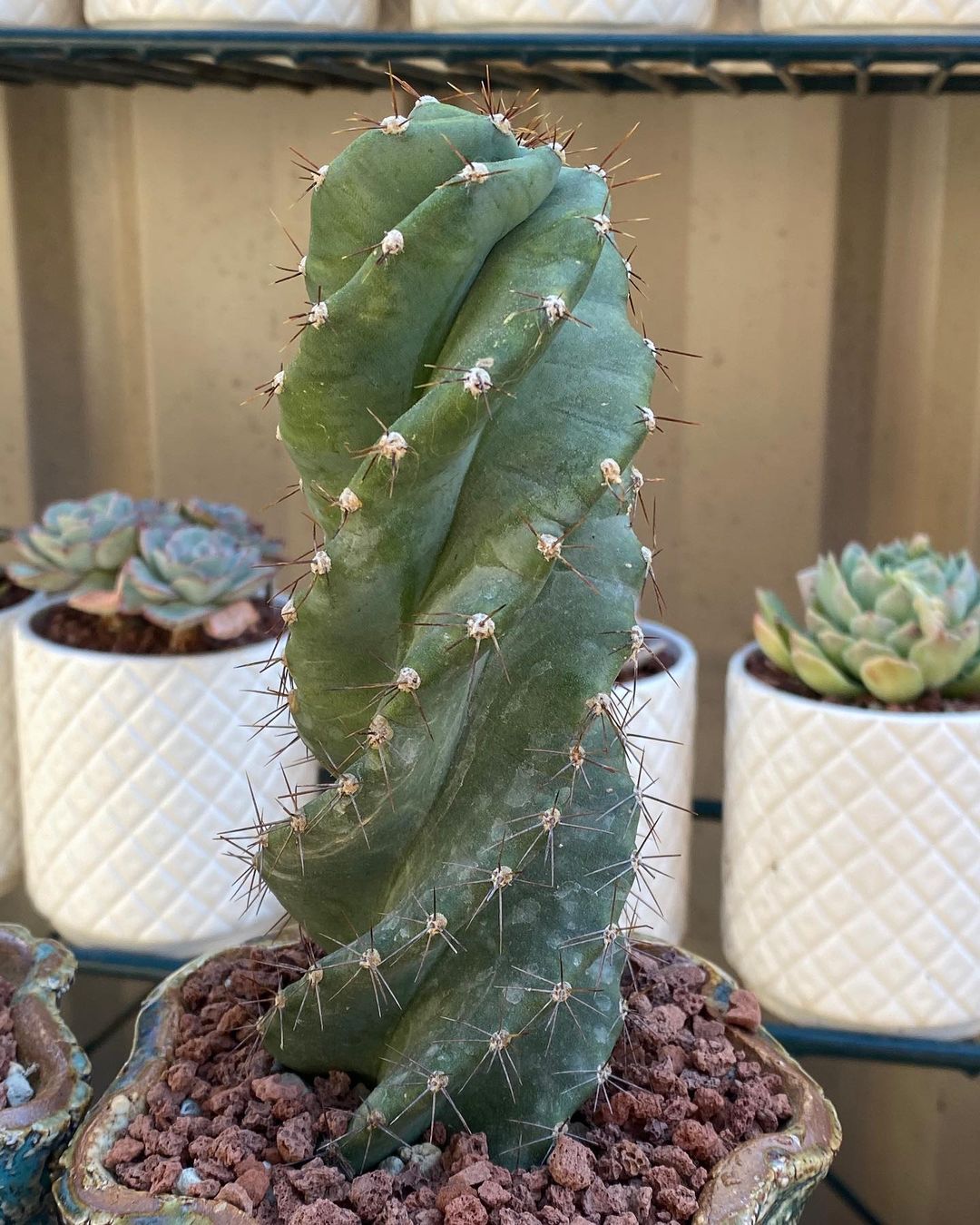 Spiral Cactus