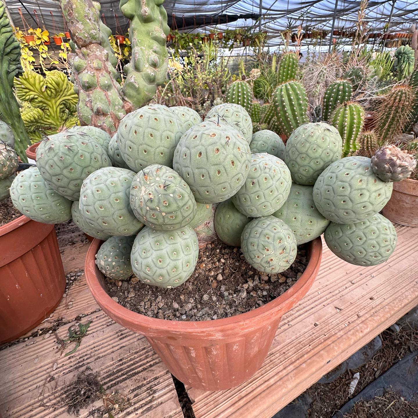 What is Tephrocactus geometricus?