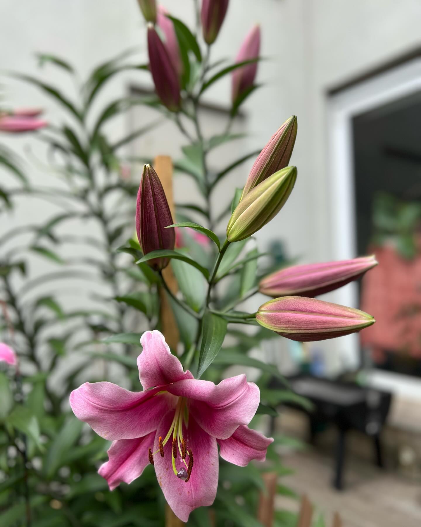 Lilies are elegant flowers symbolizing purity, renewal, and refined beauty, with different colors conveying various meanings, such as white for purity, orange for passion, and pink for abundance.