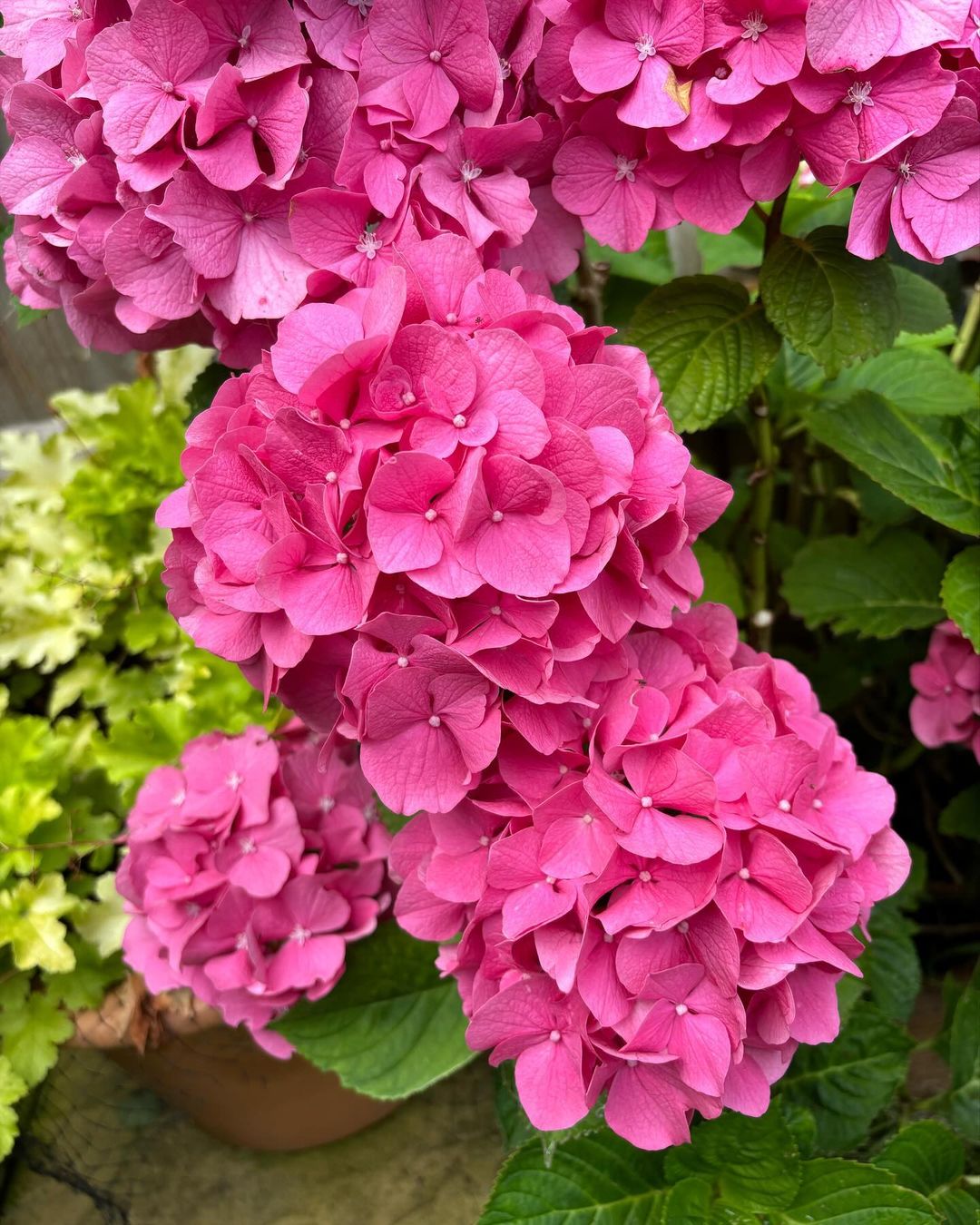 Hydrangea 