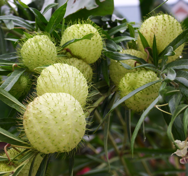 The Hairy Balls Plant (Gomphocarpus physocarpus), also known as Balloon Plant or Swan Plant, is a milkweed with unique, spiky green seed pods resembling hairy balls, often grown to attract butterflies.