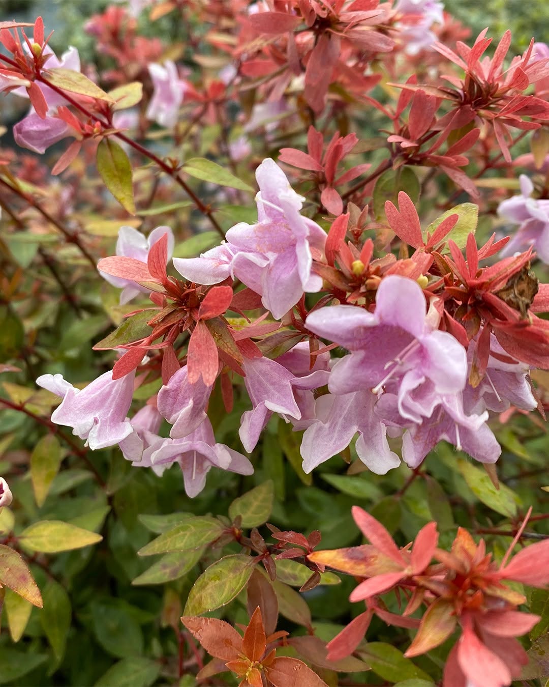 Abelia Long-Blooming Delight