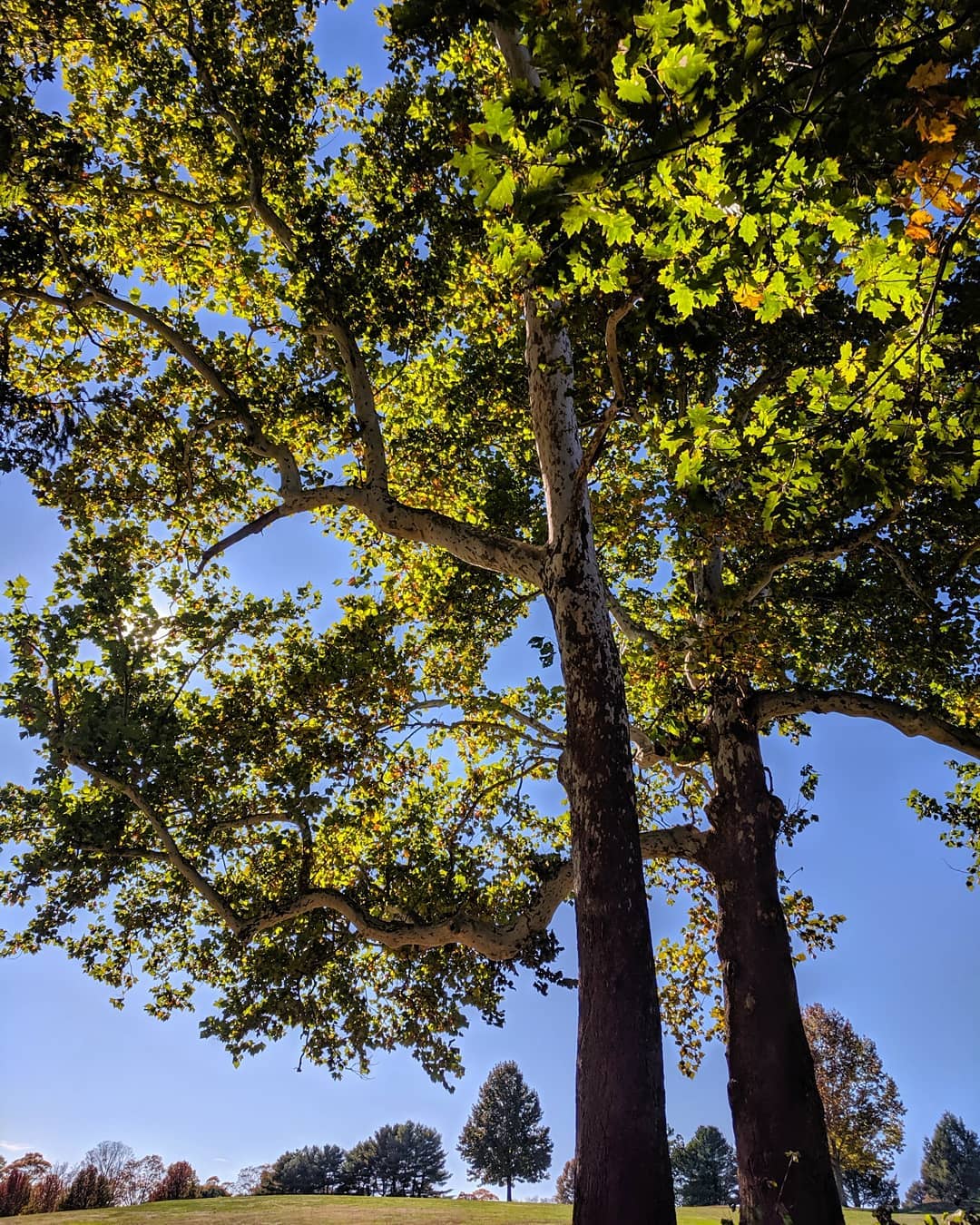 A majestic American Sycamore tree adorned with abundant green leaves, representing the essence of nature