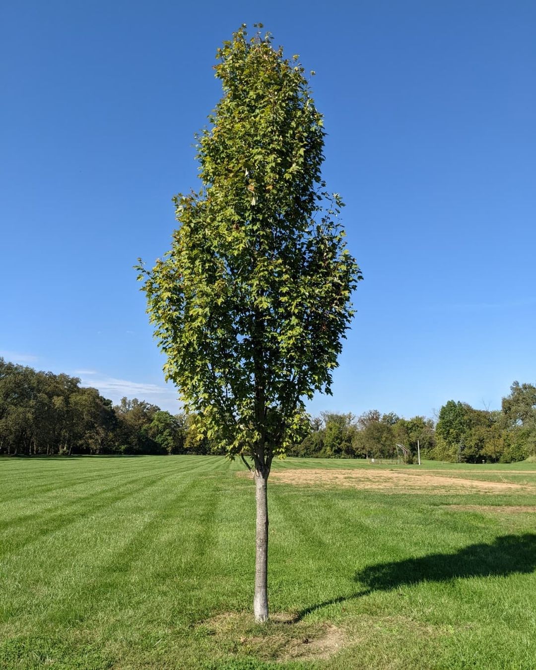 A solitary Armstrong Maple tree stands in a field under a clear blue sky, showcasing nature
