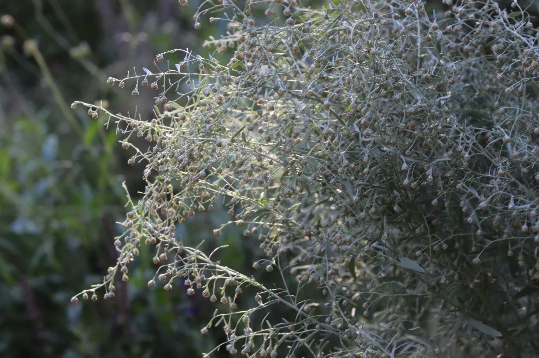 A close-up of an Artemisia plant adorned with numerous small white flowers, showcasing its delicate beauty.