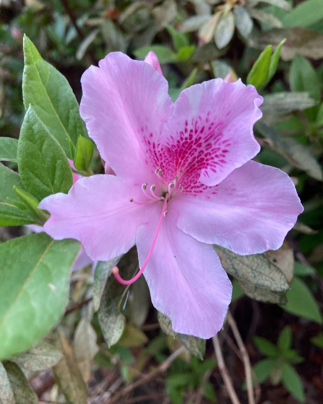 Azalea
