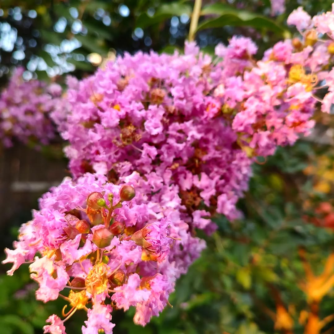 Crape Myrtle: Summer’s Lasting Color