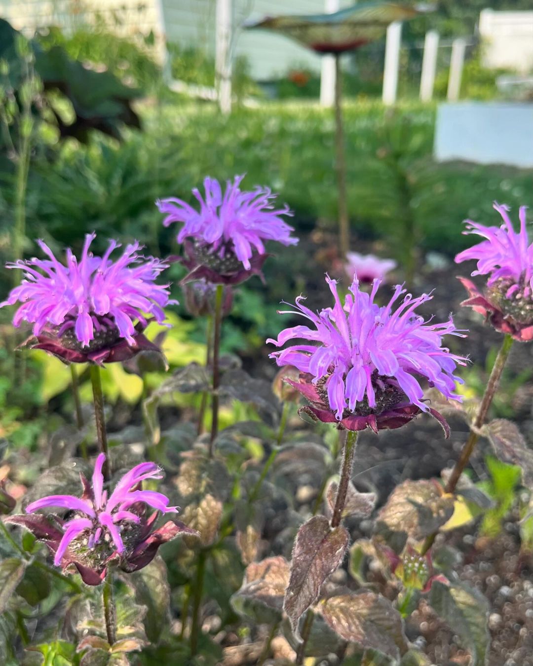 Bee Balm 