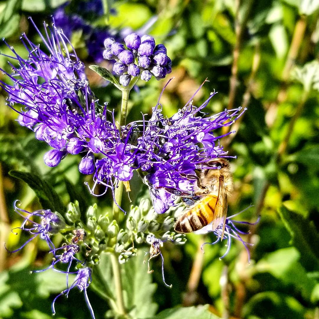 Blue Mist Spirea (Caryopteris) is a compact shrub known for its striking blue flowers that bloom in late summer, attracting pollinators and thriving in full sun and well-draining soil.