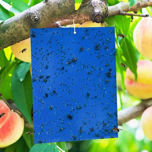 Blue sticky traps are specifically designed to attract and capture thrips and other blue-sensitive pests, helping to monitor and control infestations in gardens and indoor plants.