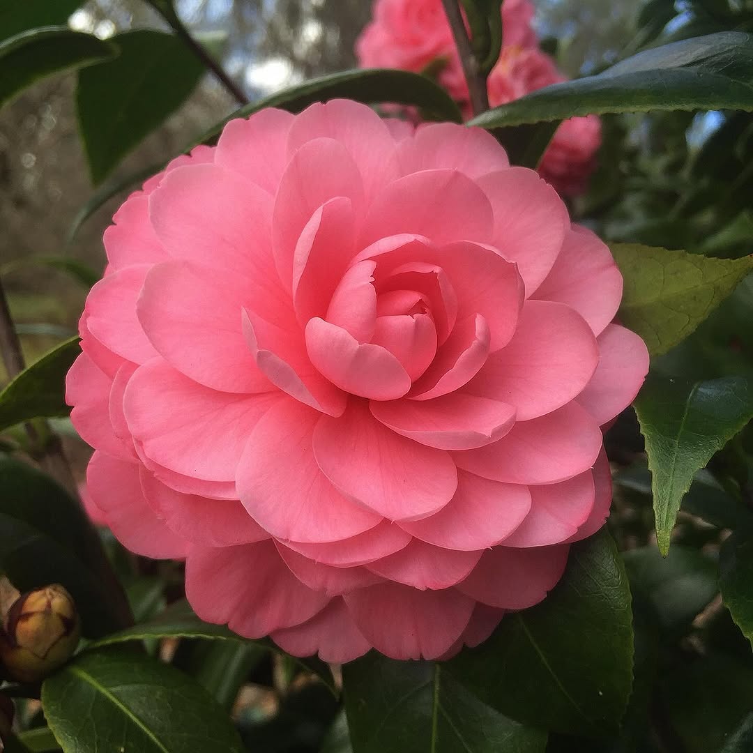 Camellias