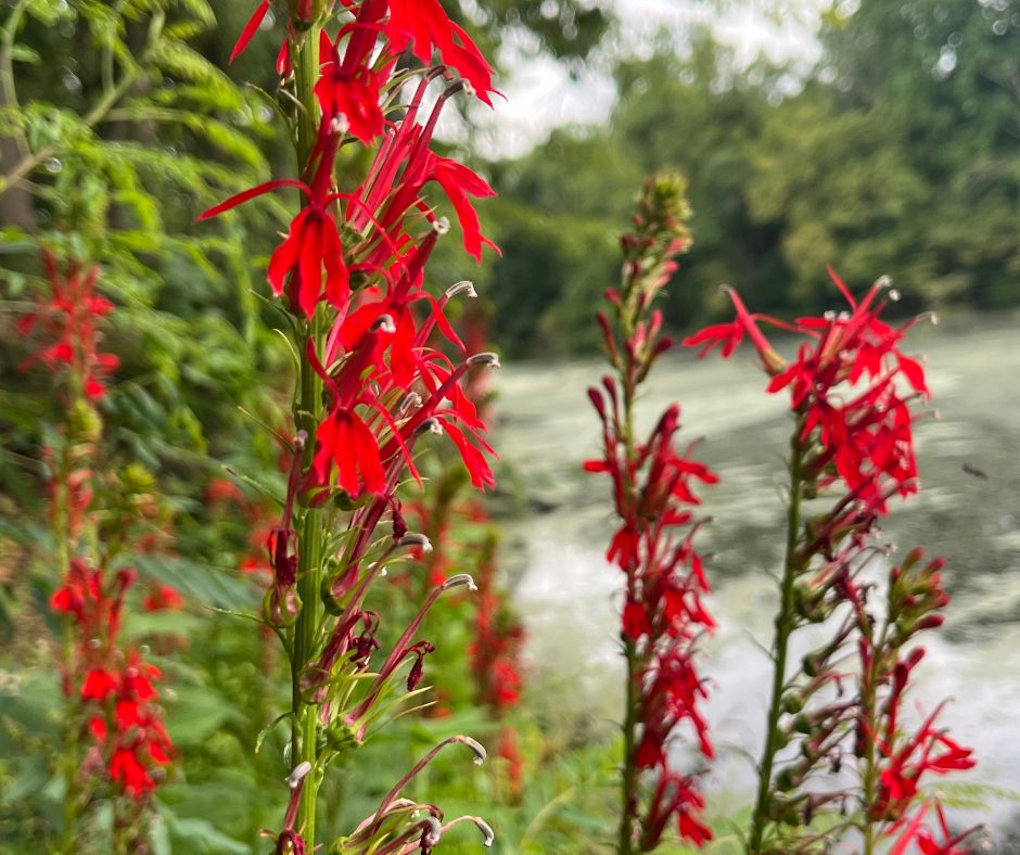 Vibrant cardinal flowers bloom near the water