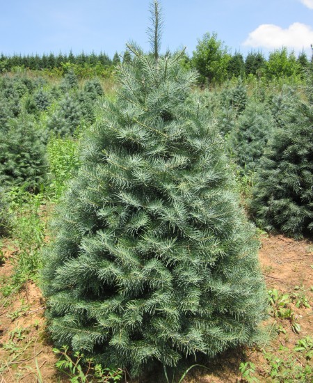 Concolor Fir