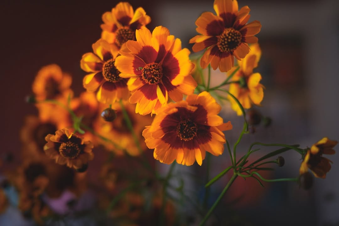 Coreopsis (Coreopsis spp.)