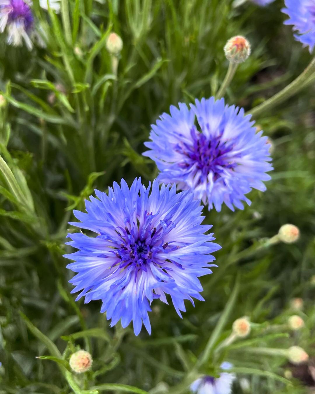 Cornflower (Centaurea cyanus) is a charming annual plant known for its bright blue, fringed flowers, thriving in full sun and well-draining soil, and often attracting pollinators like bees and butterflies.