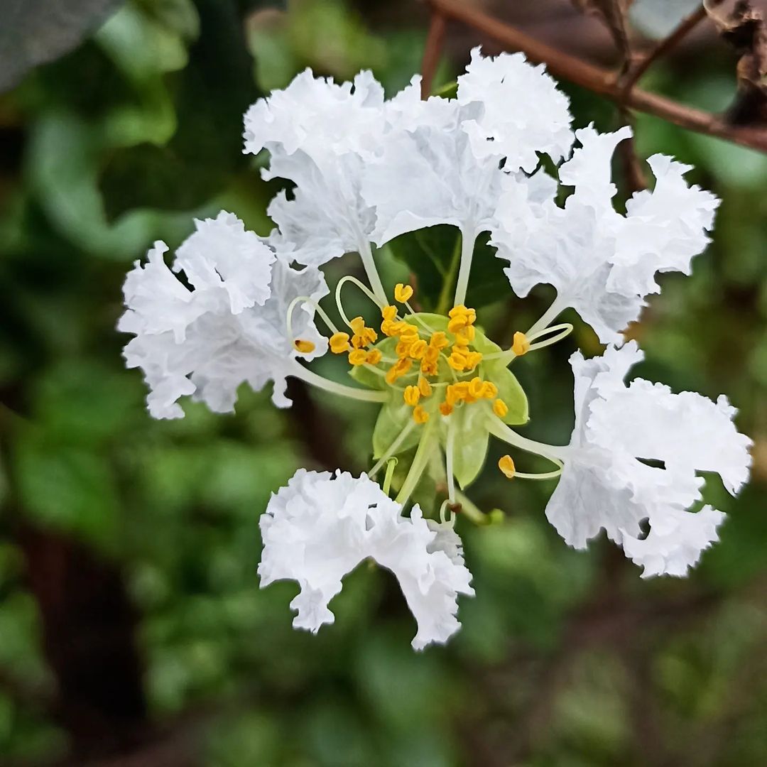 Crepe myrtle #crepemyrtle #flower #whiteflowers #nature #beauty #outdoorgarden #instapic #instagood #instapic #taiwancrepemyrtle #summerflower #whitecrepemyrtle