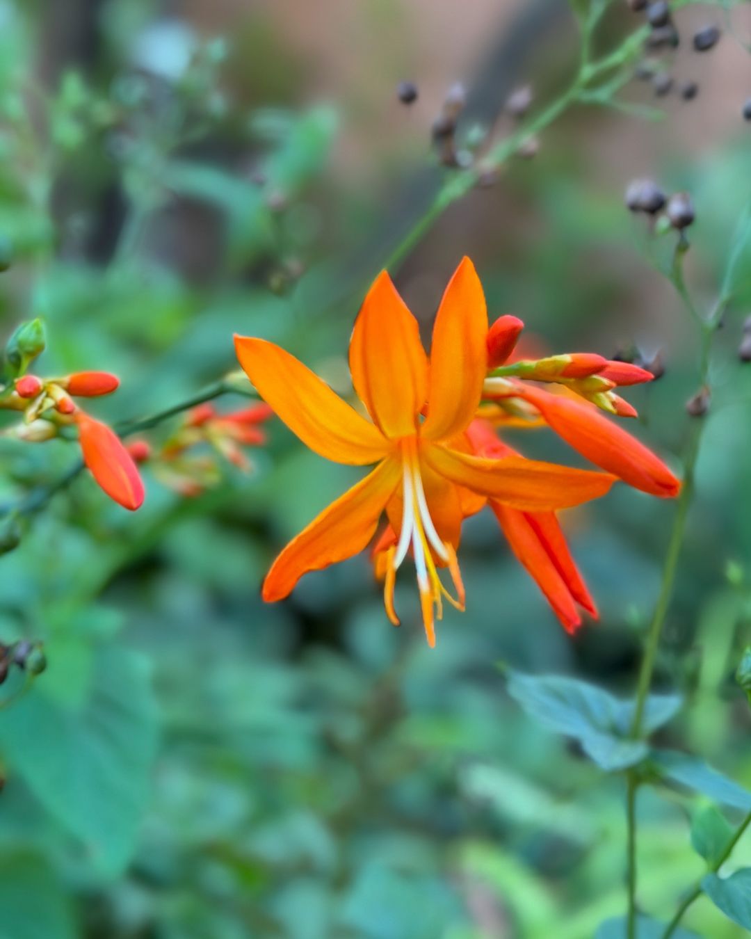 A vibrant Crocosmia orange flower blooming in a lush garden setting, showcasing its striking color and delicate petals.
