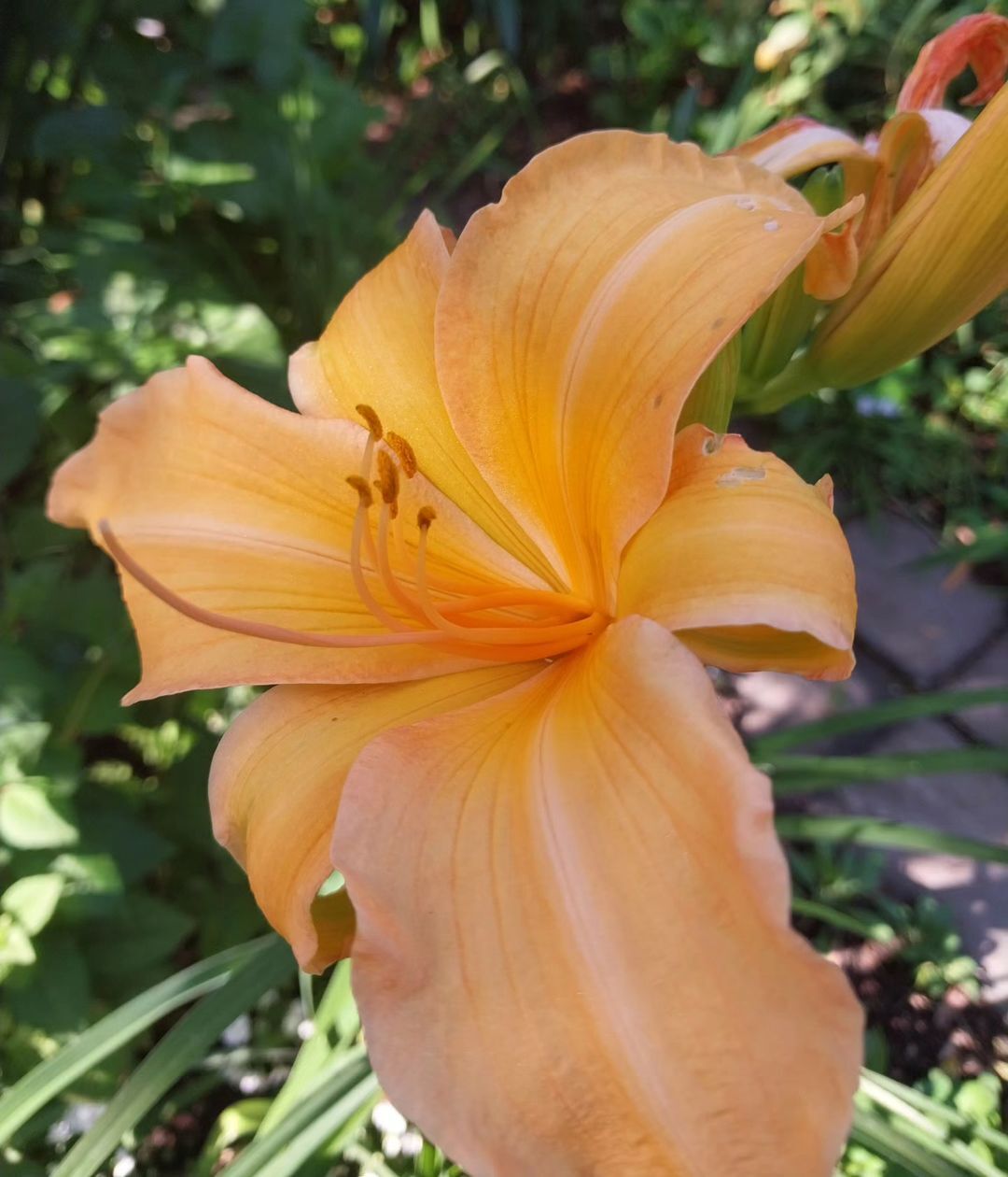 A vibrant orange daylily blooms prominently in a lush garden setting, showcasing its striking petals and greenery.
