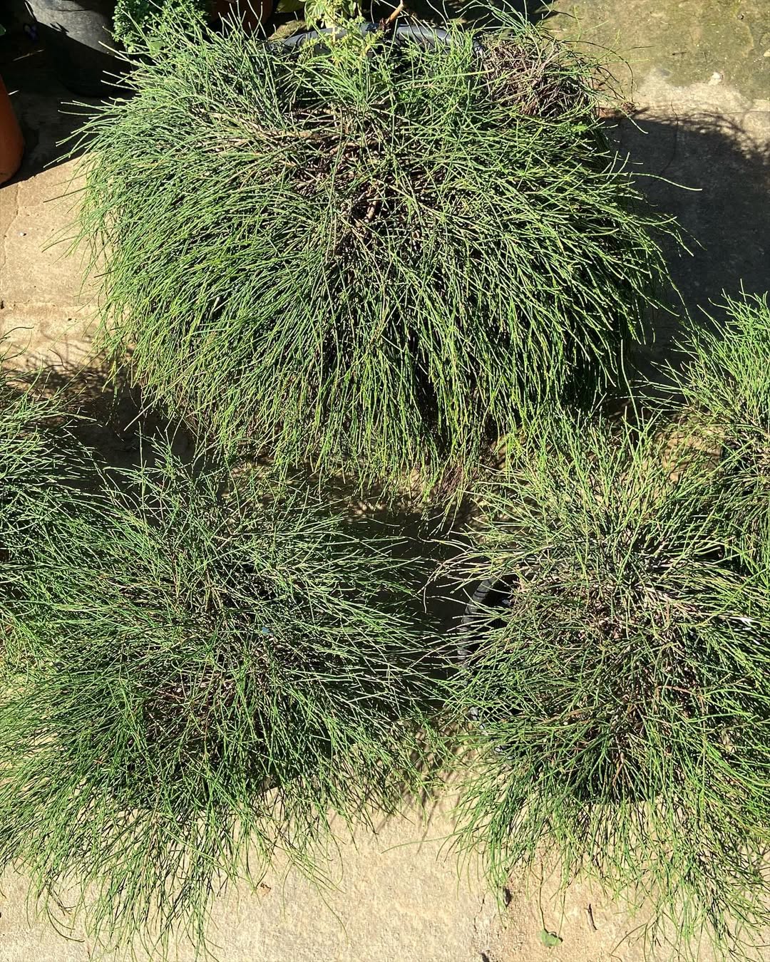 Deergrass (Muhlenbergia rigens)