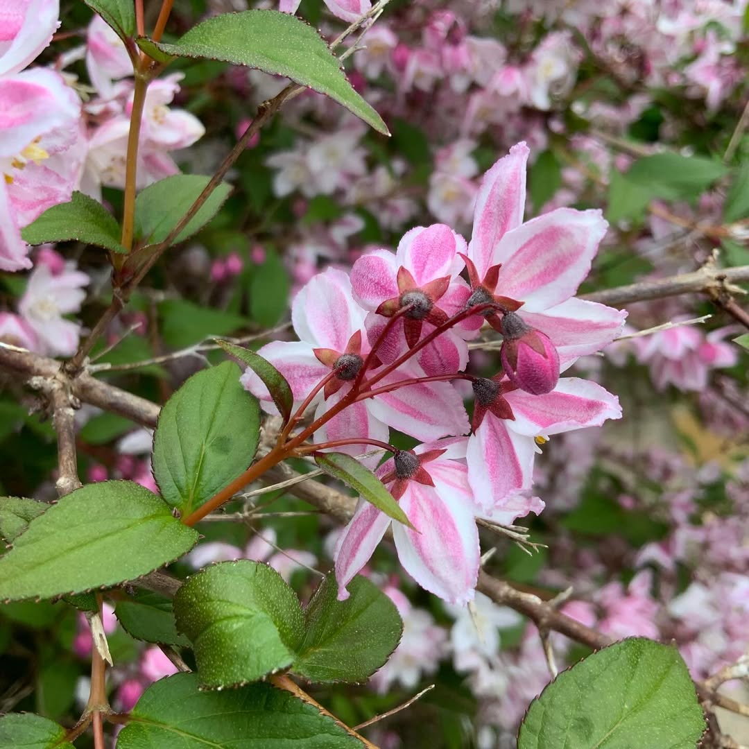 Deutzia Underrated Beauty