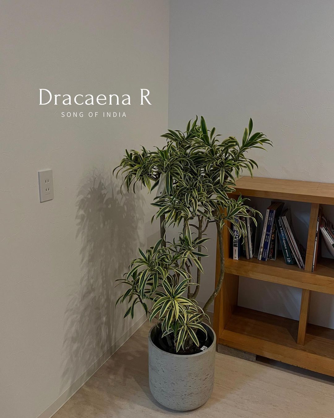 Dracaena reflexa