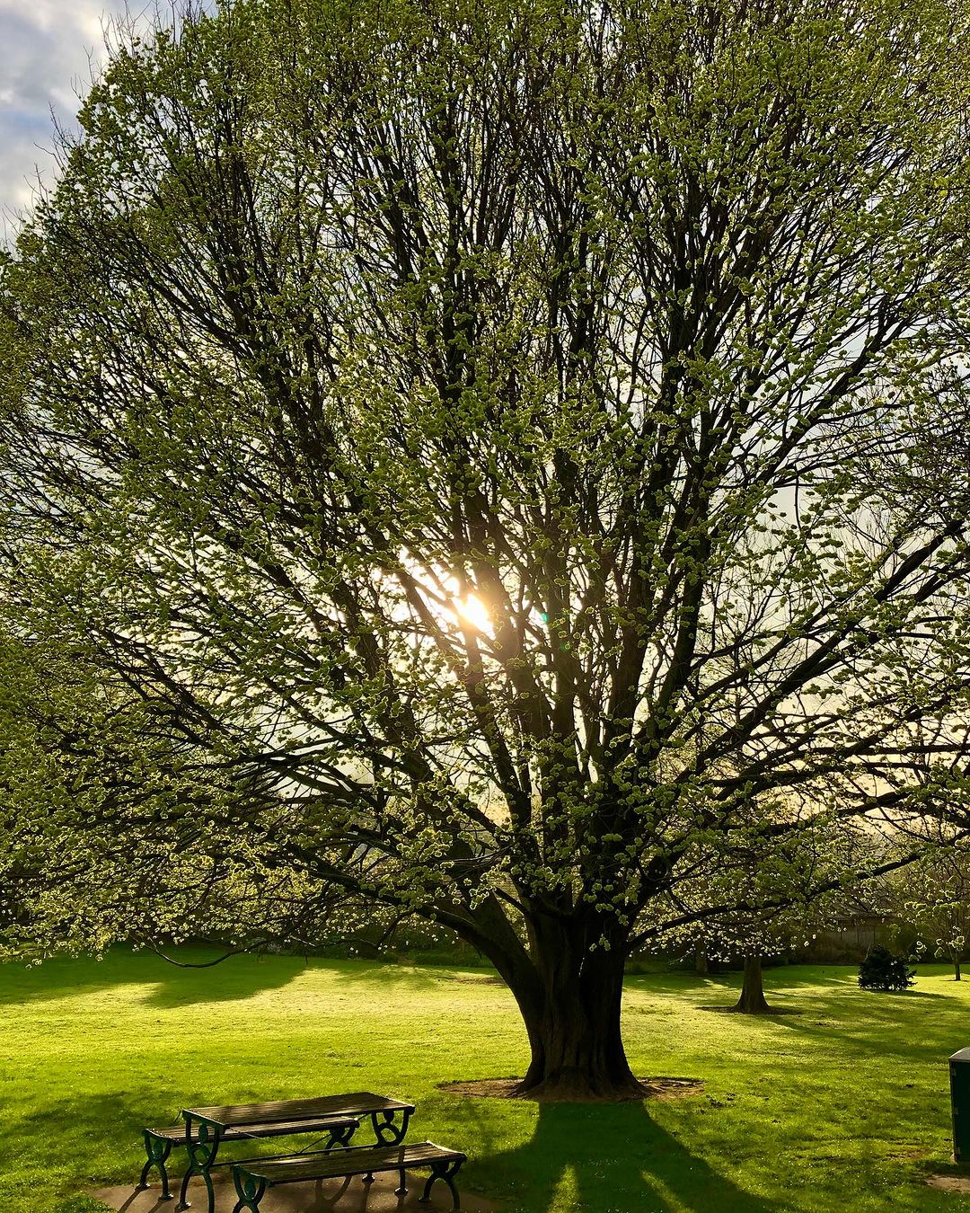A large elm tree provides shade over a picnic table set beneath its expansive branches.
