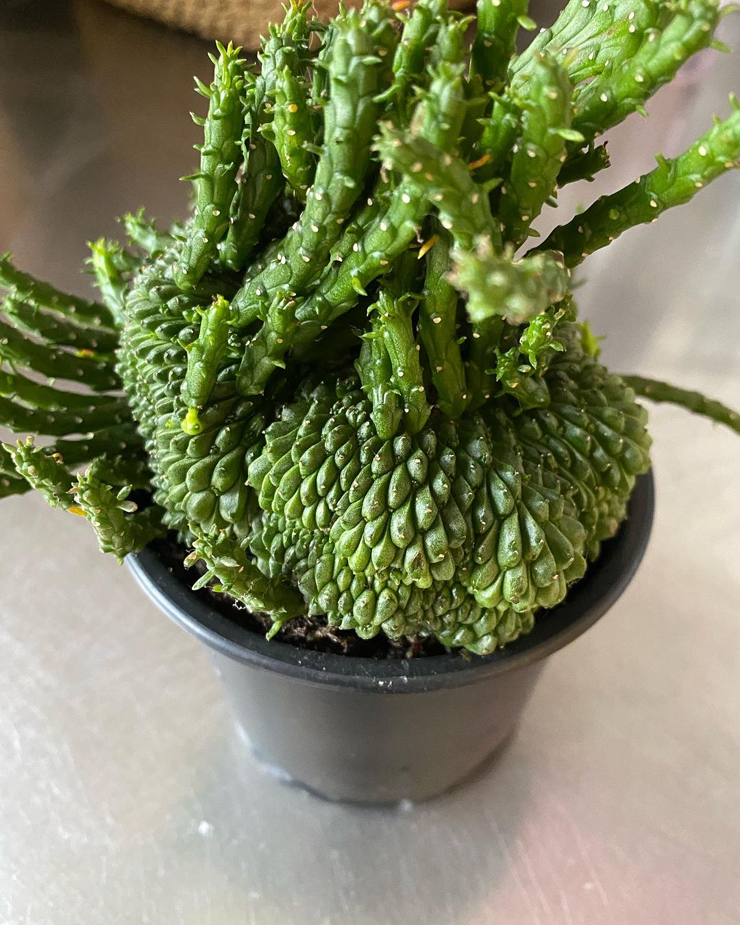 Euphorbia flanaganii Crest