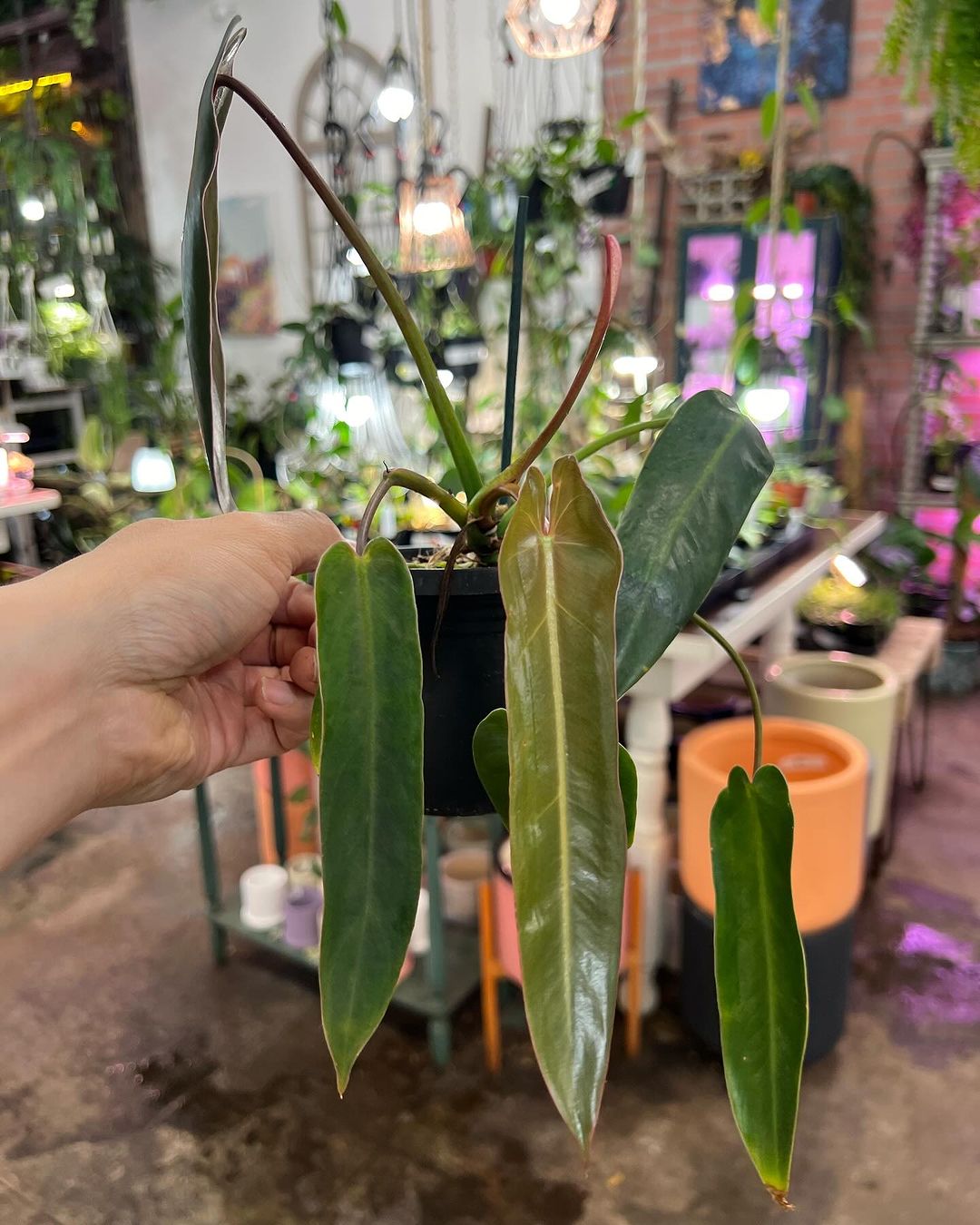 Anthurium spiritus-sancti is a rare, tropical aroid prized for its long, dark green, arrow-shaped leaves with prominent veins. Native to Brazil, it