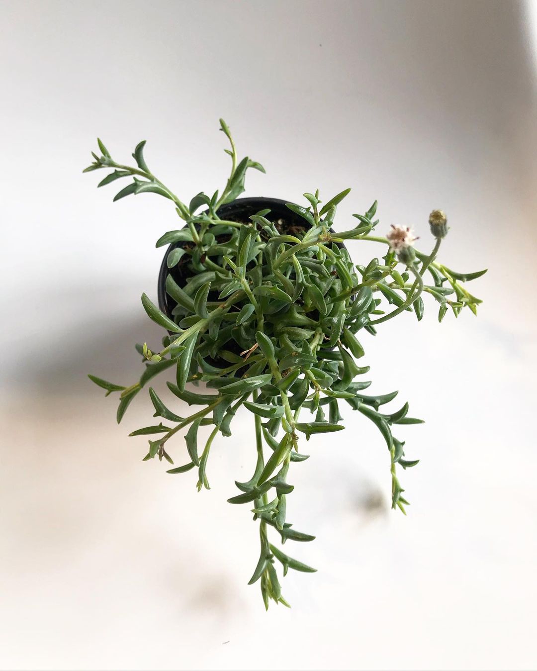  A small green plant in a black pot placed on a clean white surface, showcasing the elegance of Flip Trees.
