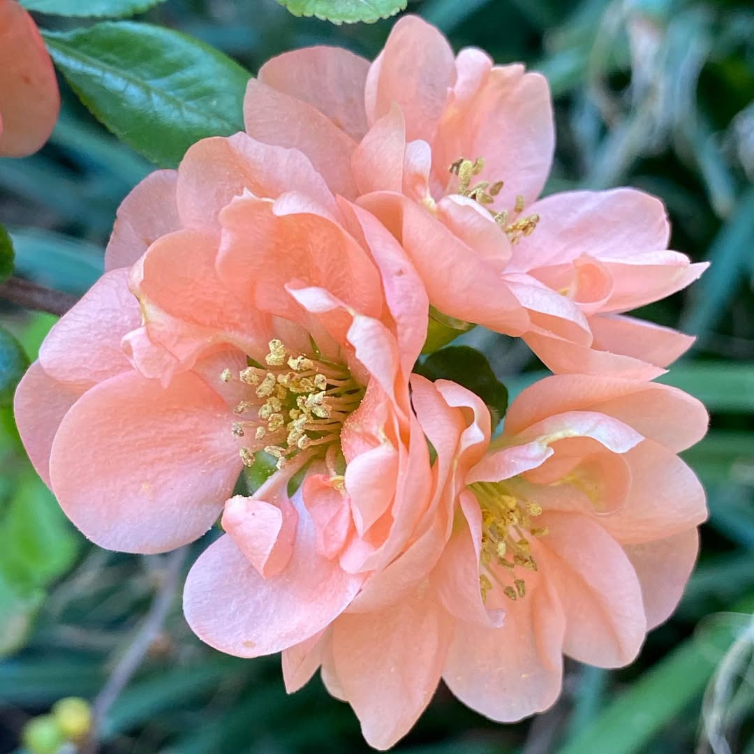Flowering Quince (Chaenomeles)