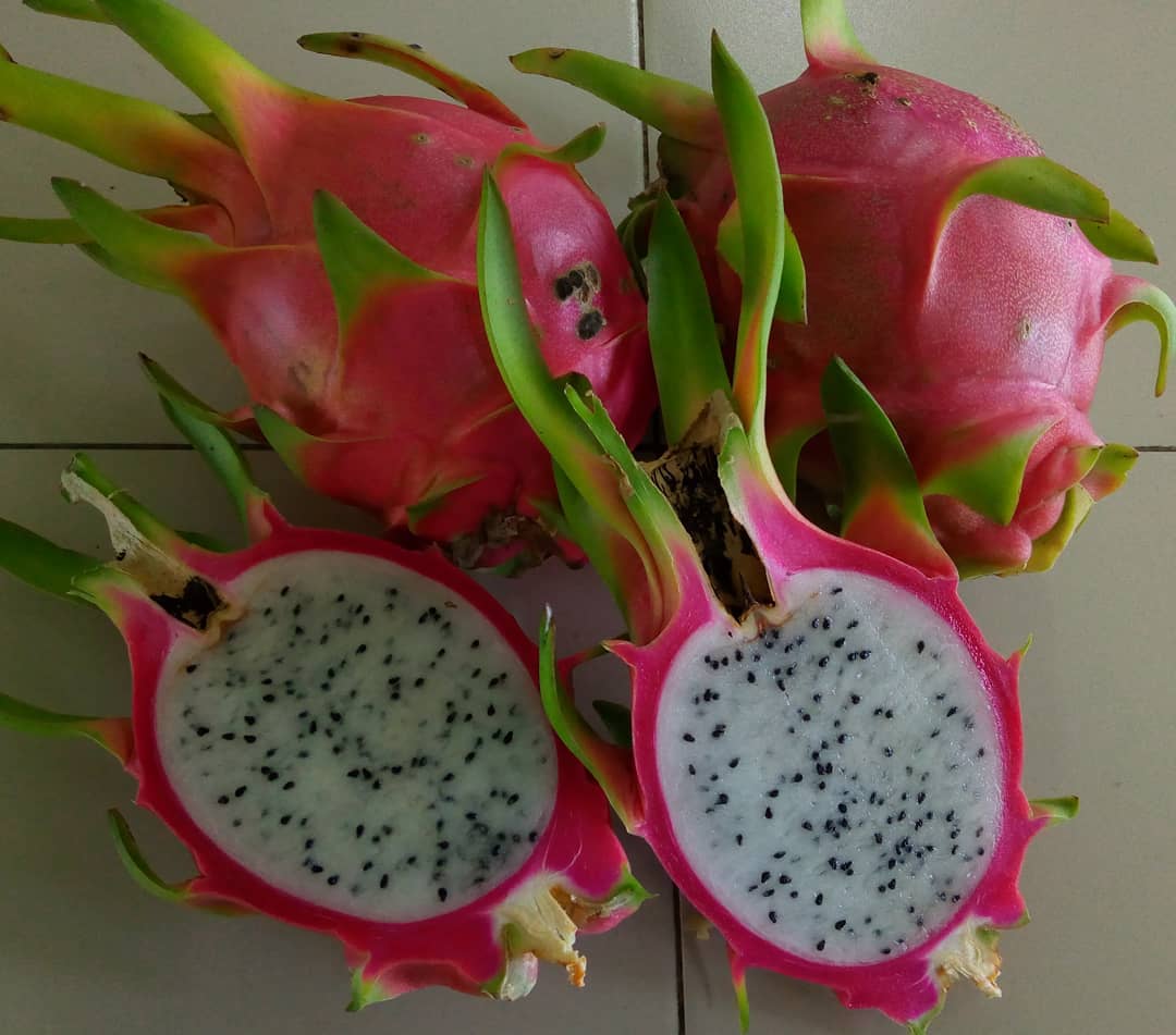 White dragon fruit (Hylocereus undatus) is a tropical fruit with a vibrant pink skin and white, mildly sweet flesh speckled with small black seeds, known for its striking appearance and health benefits.