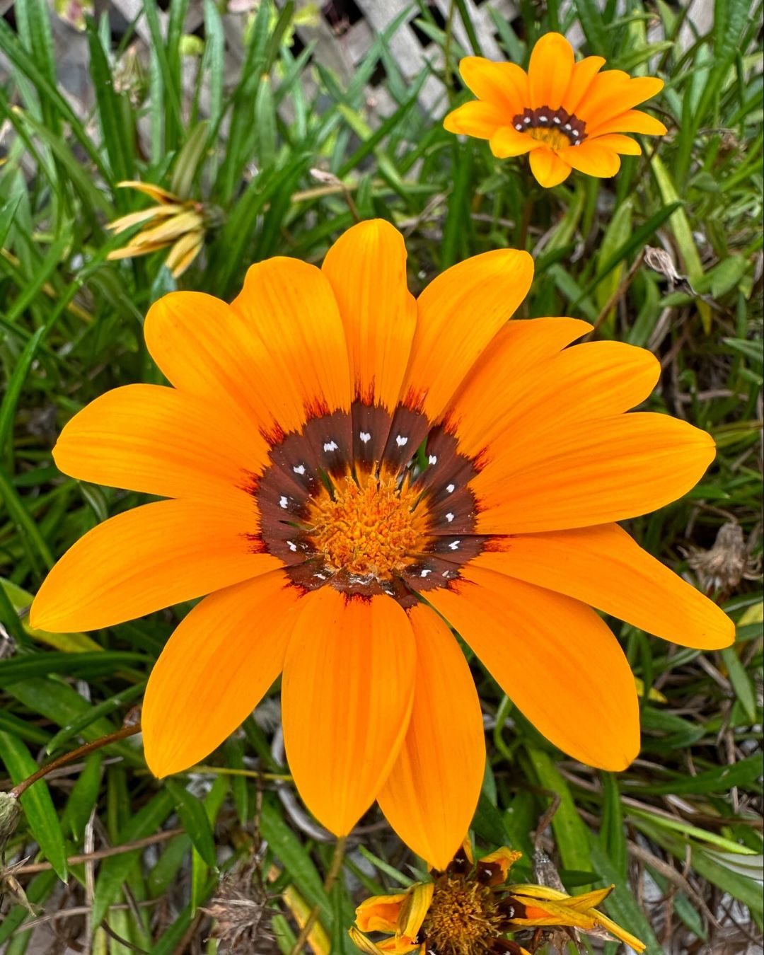 Gazania