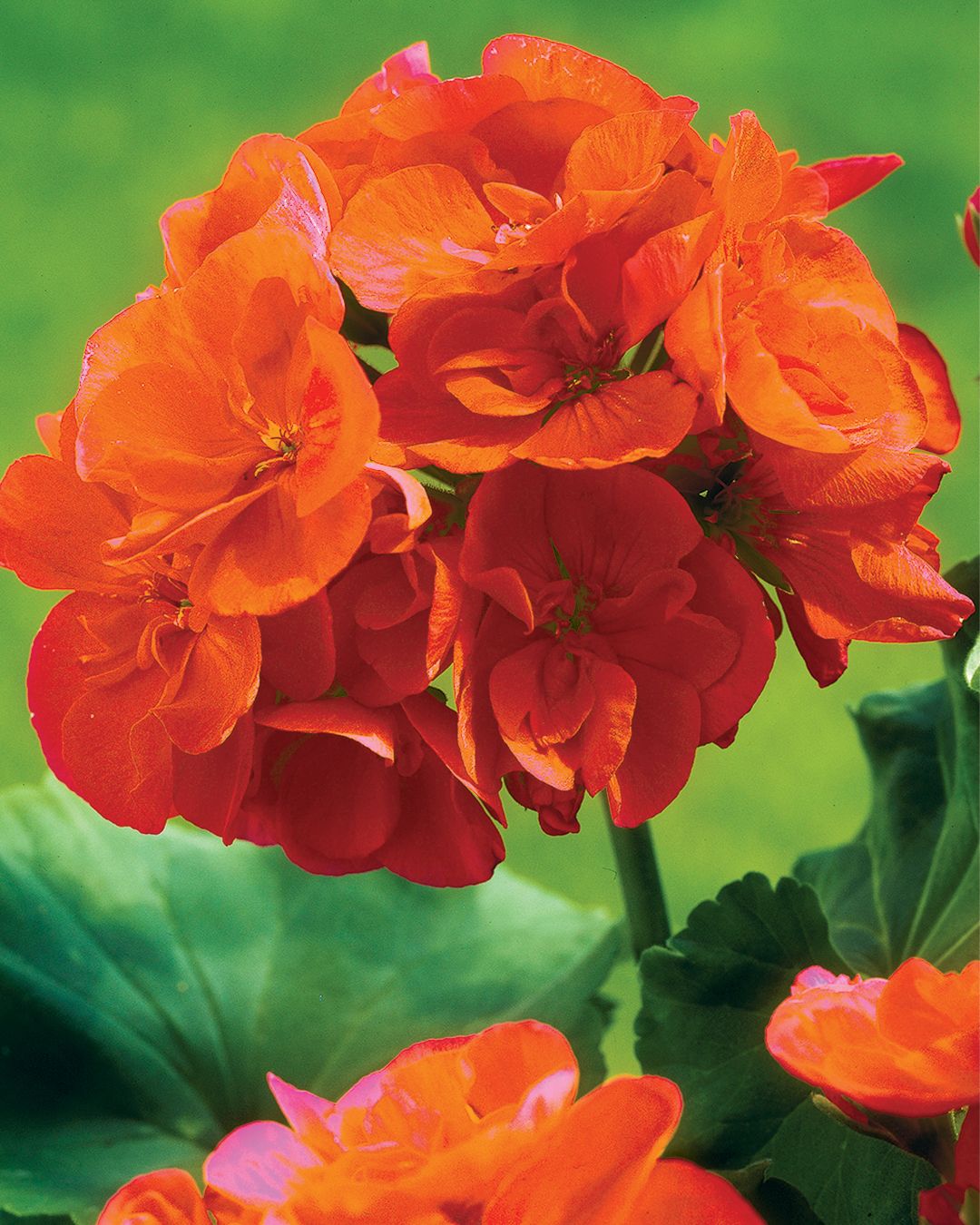 Close-up image of orange geranium flowers, emphasizing their bright hue and the texture of their petals against green leaves.
