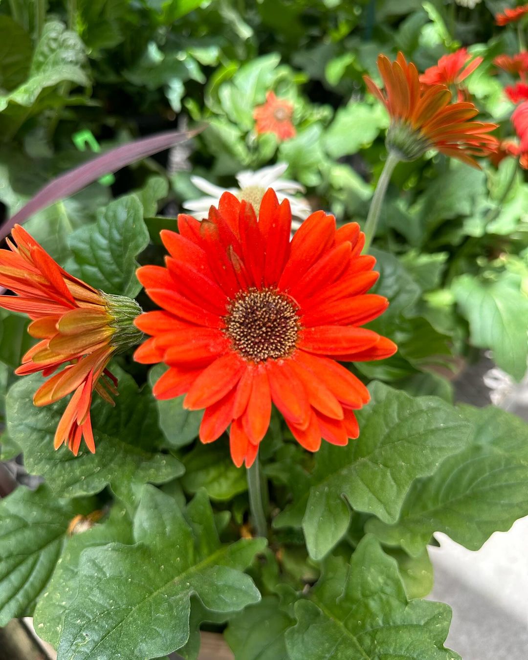 A close-up image of an orange Gerbera Daisy, emphasizing the flower
