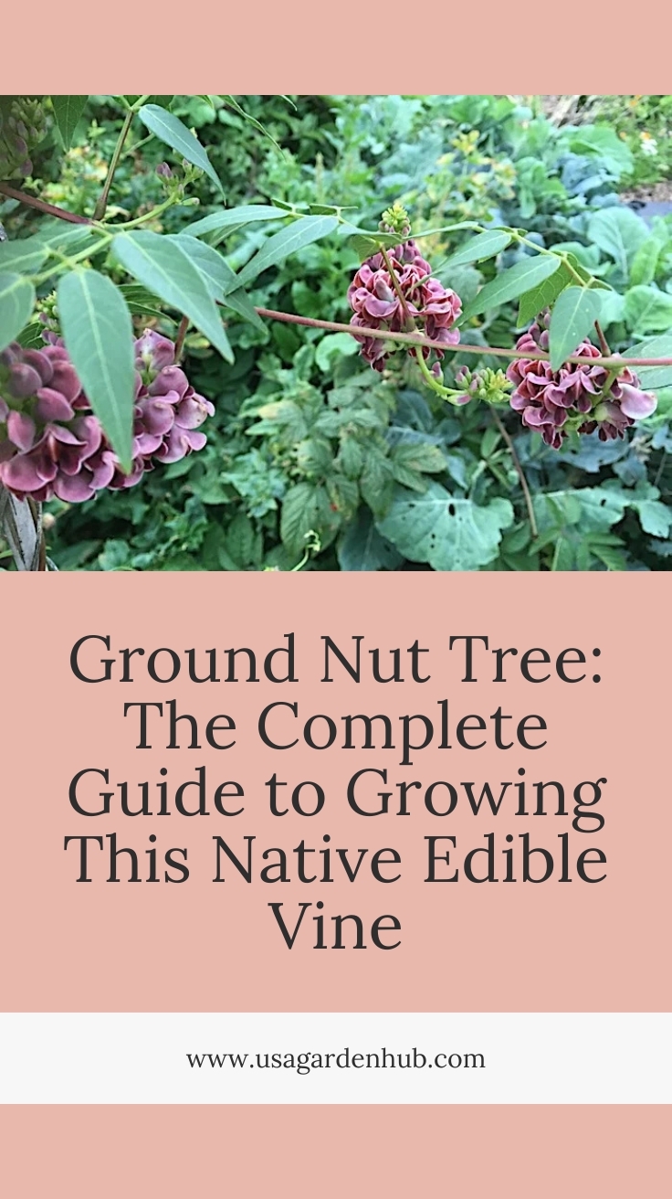 Ground Nut Tree : The Complete Guide to Growing This Native Edible Vine